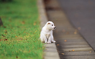 photo of short-coated white puppy on street
