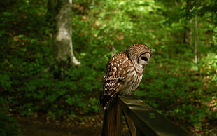 brown owl perched on wood HD wallpaper