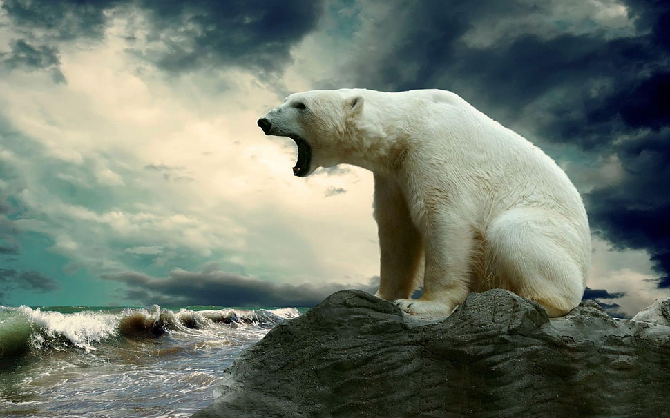 polar bear near ocean HD wallpaper