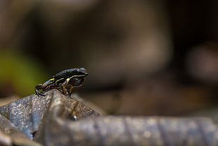 macro photography of black frog