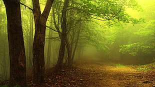 fog covered forest HD wallpaper