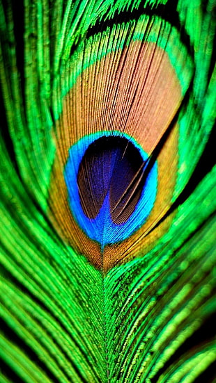 close-up photo of peacock feather HD wallpaper