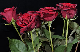 photo of four red roses