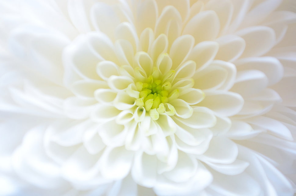 macro photography of white Chrysanthemum flower HD wallpaper