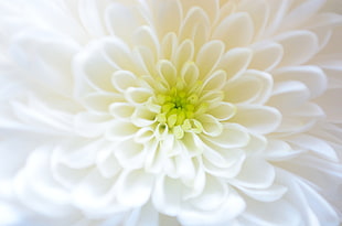macro photography of white Chrysanthemum flower