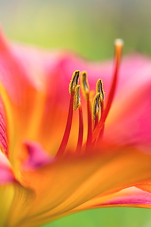 red and orange daylily flower HD wallpaper