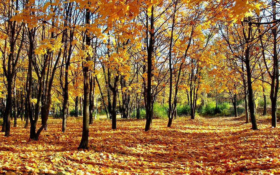 road filled with maple leafs surrounded by trees HD wallpaper