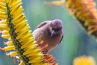 gray bird perching at Kniphofia flowers