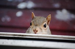 squirrel head peeking out in front of white metal sheet