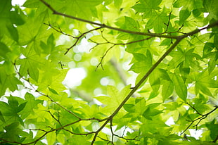 green leafed tree HD wallpaper