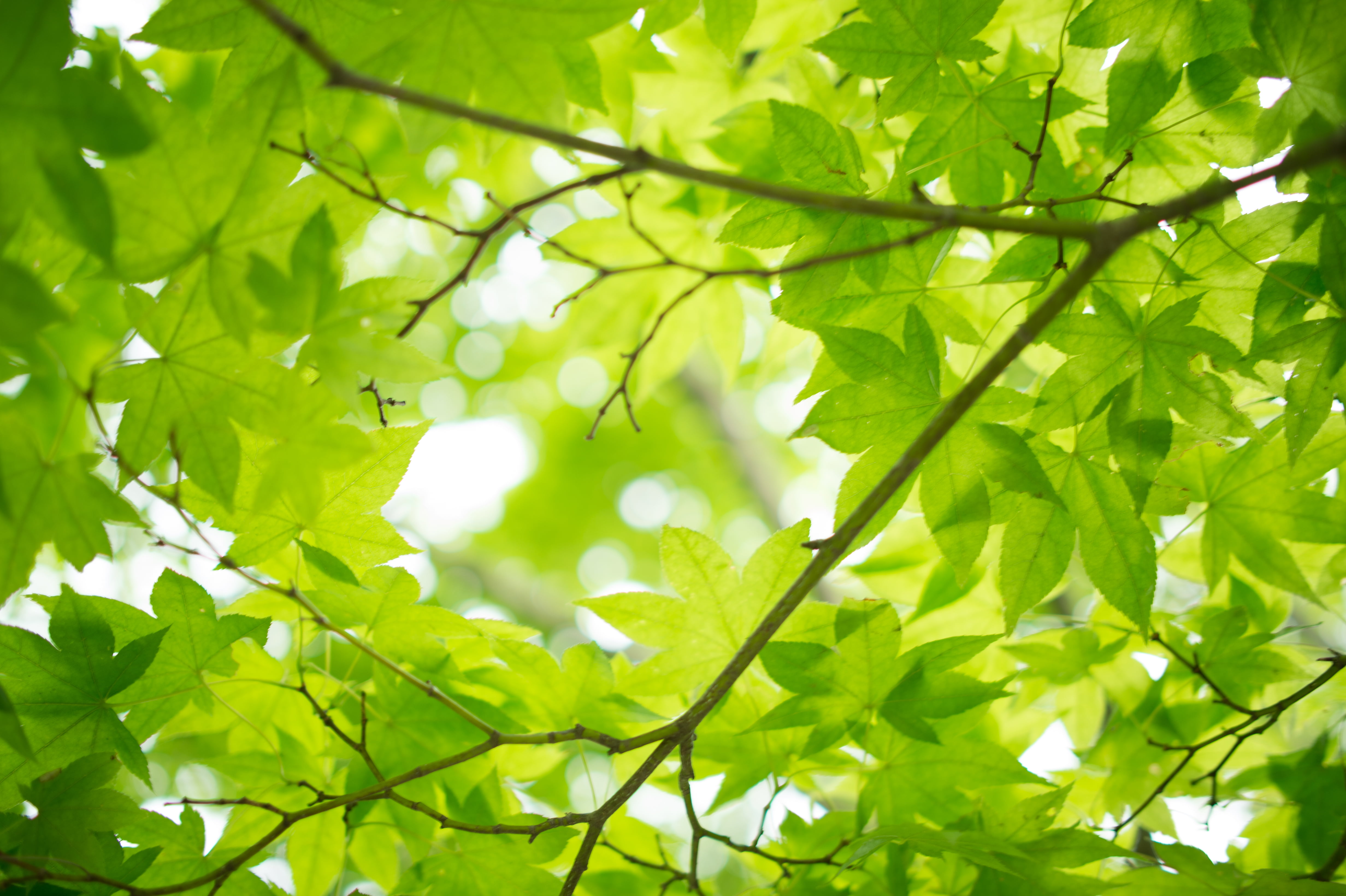 Green leafed tree HD wallpaper | Wallpaper Flare