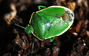 macro photography of green stink bug