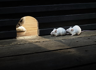 two white mice, nature HD wallpaper