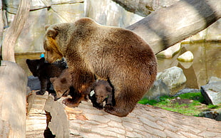 brown grizzly bear with three cubs on brown tree during day time