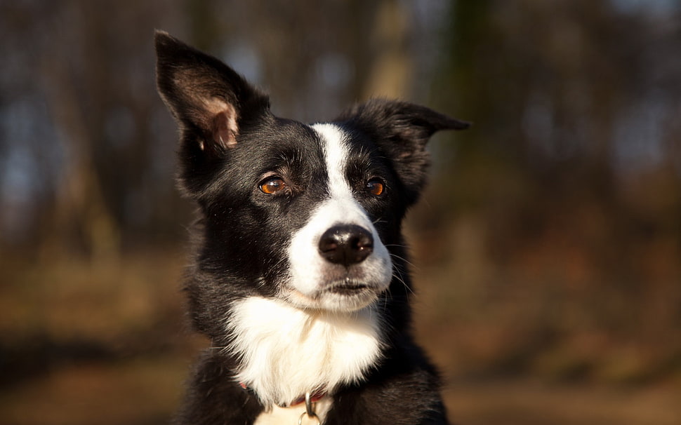 black and white Border Collie puppy HD wallpaper