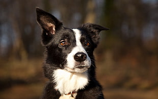 black and white Border Collie puppy