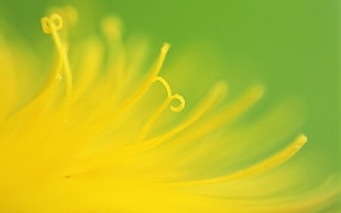 yellow petaled flower, flowers, macro