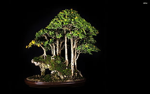 potted green leafed plant, bonsai