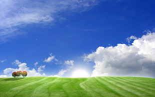 green grass field under sunny blue sky HD wallpaper