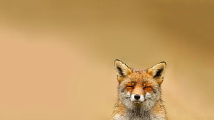 brown fox, animals, happy, relaxing, fox HD wallpaper
