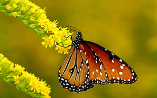 orange and black butterfly during daytime