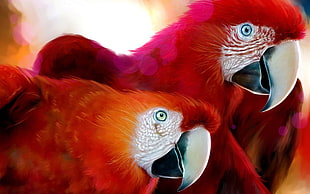 macro photography of two red macaws