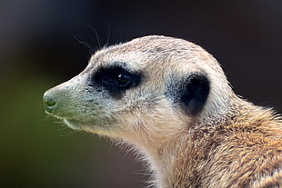 closeup photo of brown Meerkat