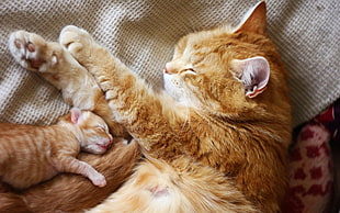 orange tabby cat, cat, animals, kittens, baby animals