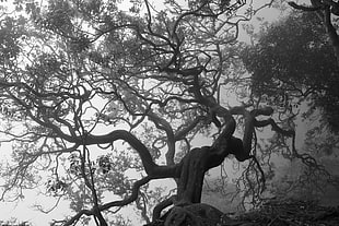 grayscale tree photo, trees, monochrome, branch, nature HD wallpaper