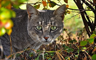 photo of gray and black short-coated cat