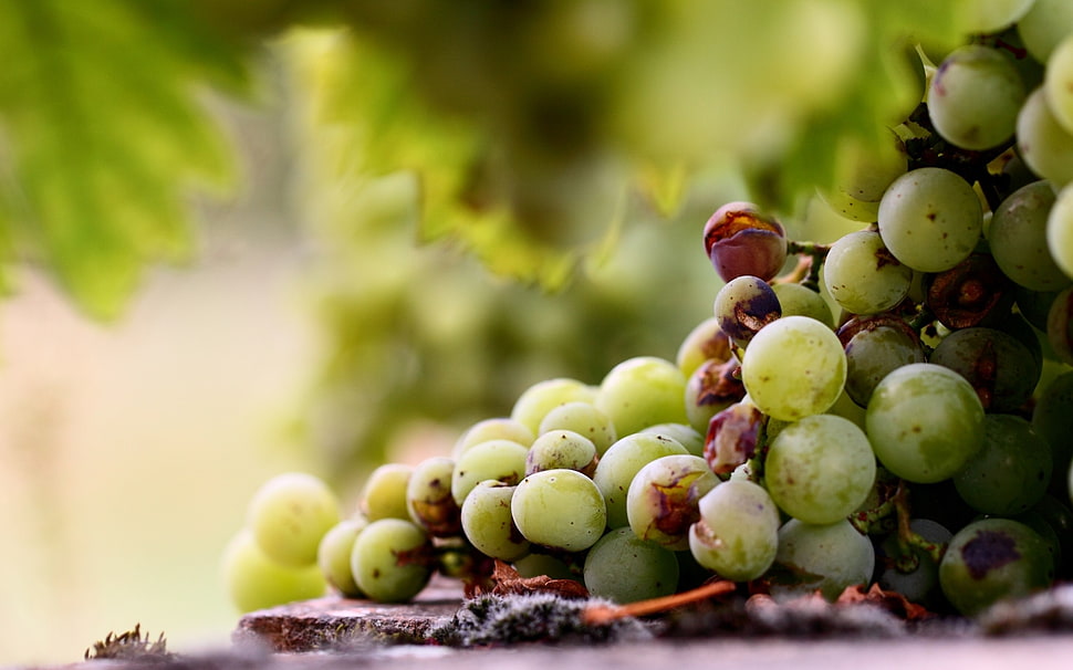 white grapes, macro, grapes, fruit HD wallpaper