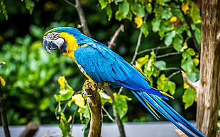 blue macaw bird, parrot, birds, animals, macaws
