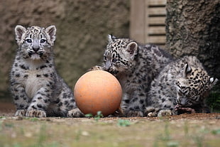 wildlife photography of three leopard cubs HD wallpaper