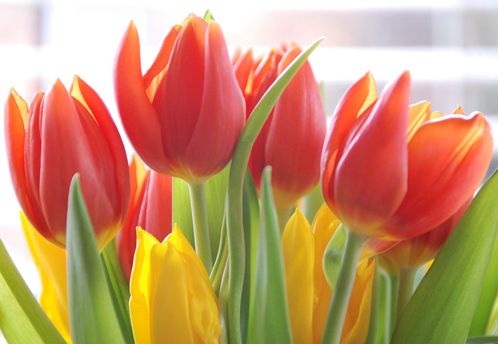 red Tulip flowers in bloom close-up photot, tulips HD wallpaper