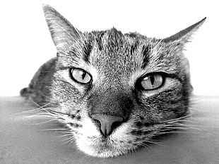 grey scale macro photo of cat