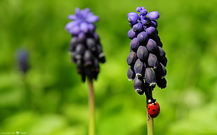 ladybug on purple flower close up photography during daytime