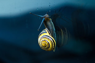 yellow snail photography HD wallpaper