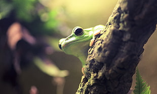 close up photography of green frog on brown tree