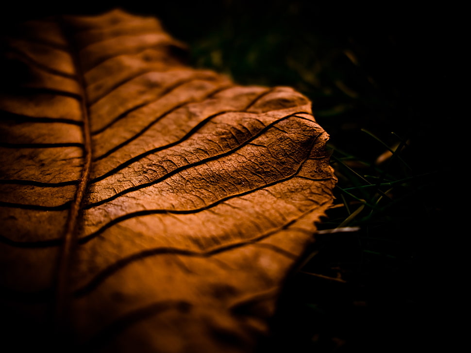 photography of brown leaf HD wallpaper