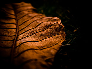photography of brown leaf