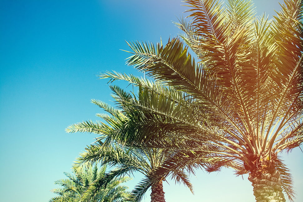 green palm tree HD wallpaper