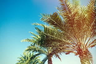 green palm tree