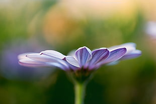 tilt shift lens photography of purple Daisy flower