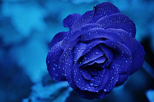 purple Rose flower in bloom with dew drop close-up photo