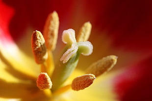 macro photography of red Lily flower, tulip