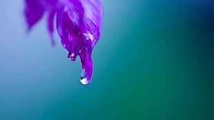 selective focus photography of purple petal flower