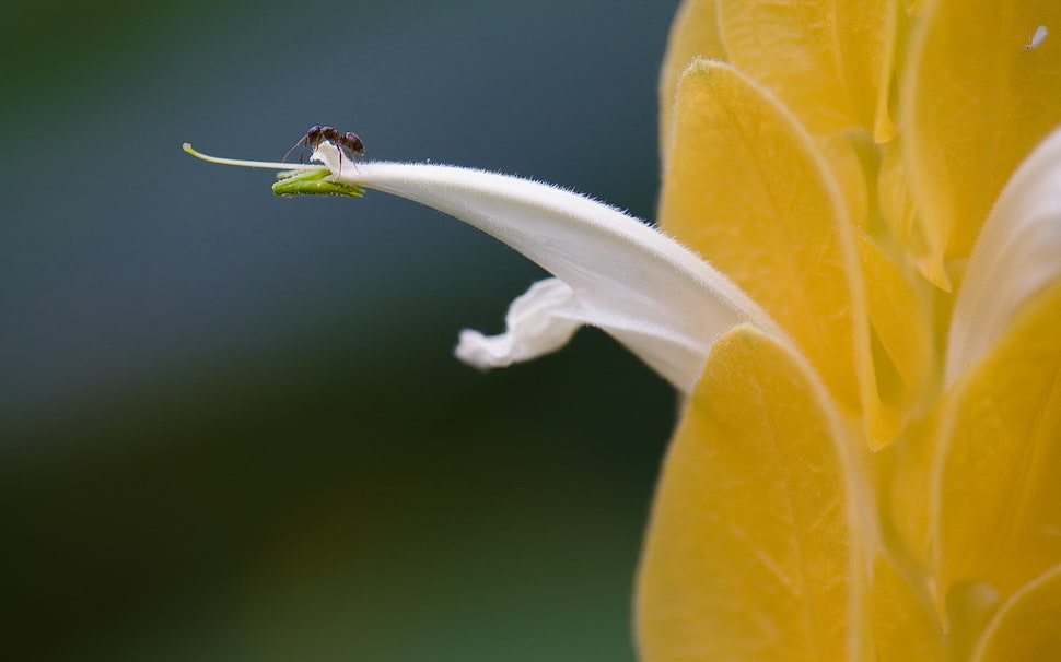 macro photo of a black and brown ant on a white and yellow flower HD wallpaper