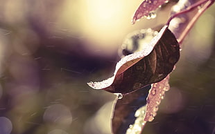 brown leaf dew drop closeup photography