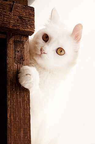white tabby cat, cat