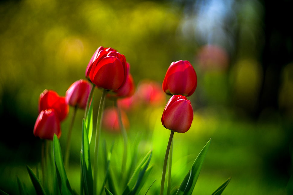 red tulip selective photo HD wallpaper
